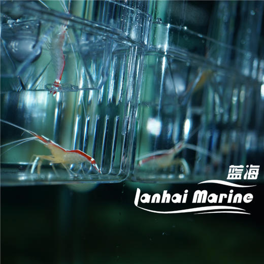 医生虾 商品图2