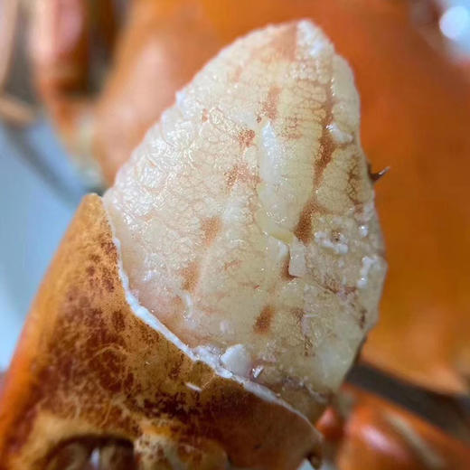 【正宗三门青蟹】地理标志，肉质细腻带甜味，无泥腥味 商品图4