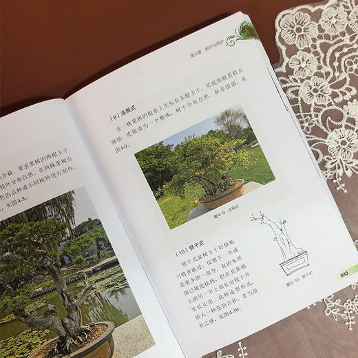 盆栽果树 黄凯 盆栽果树制作综合管护 盆栽果树桩材来源 培养土配制 品种选择日常养护 造型技艺 盆栽果树制作养护书籍 盆景制作 商品图3