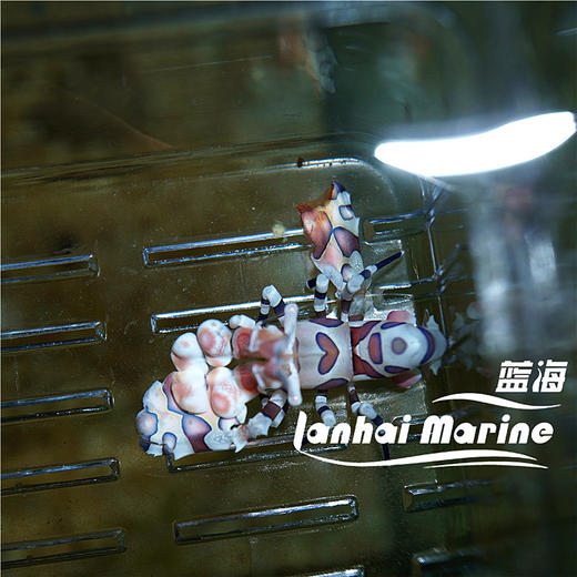 小丑虾 商品图7