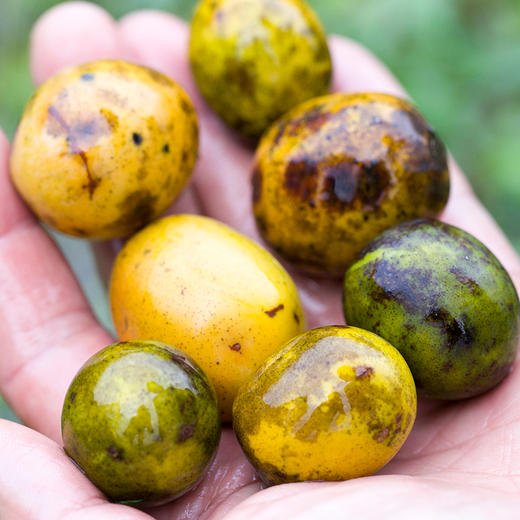 南枣核桃糕 野酸枣糕 合集 商品图5