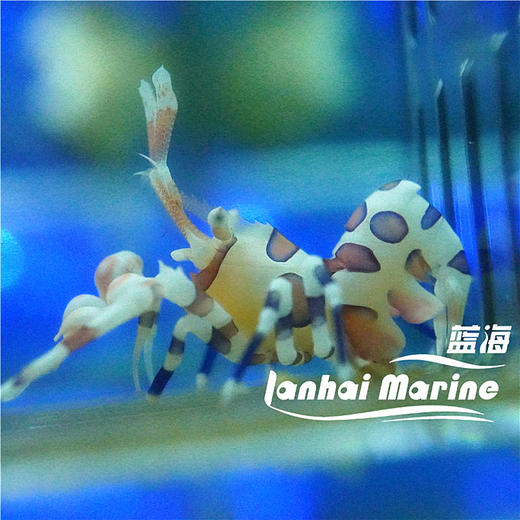 小丑虾 商品图5