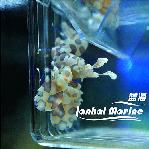 小丑虾 商品图6