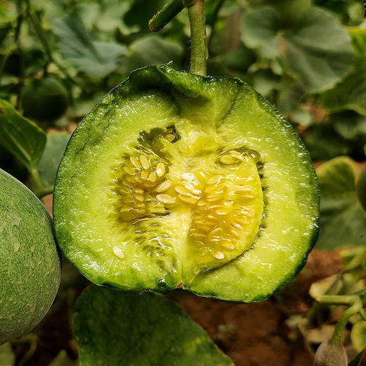 绿宝甜瓜甘甜爽脆水润多汁脆甜爽口