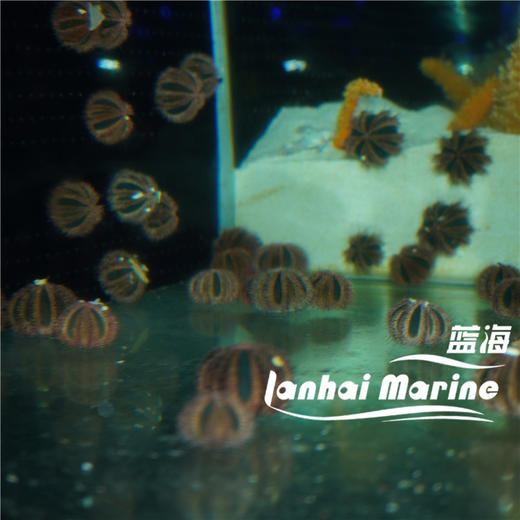 蓝礼服海胆-红毛 商品图3