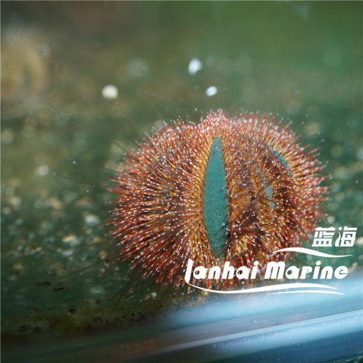 蓝礼服海胆-红毛 商品图4