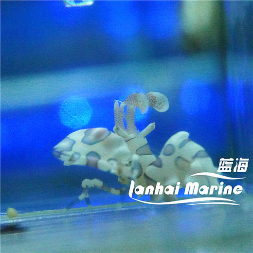 小丑虾 商品图4