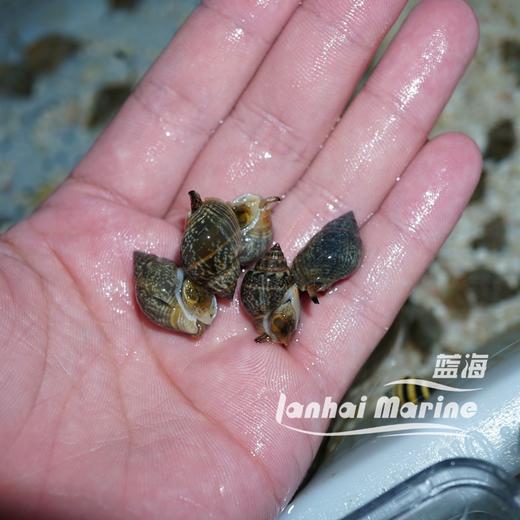长鼻翻砂螺 商品图9