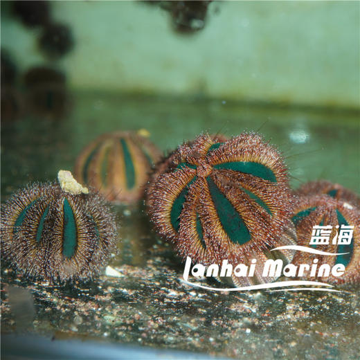 蓝礼服海胆-红毛 商品图6