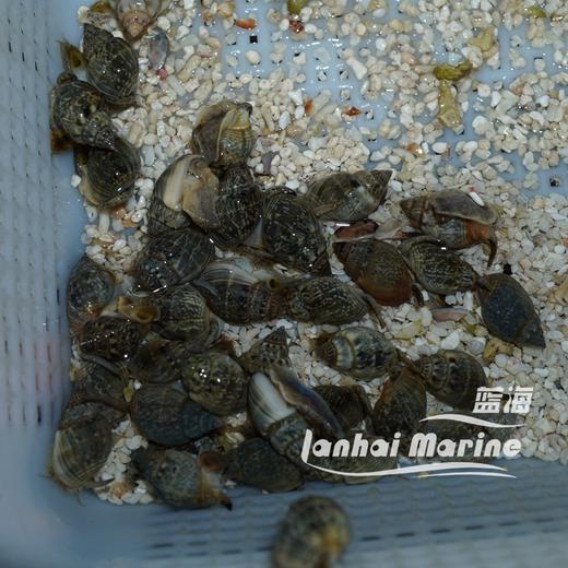 长鼻翻砂螺 商品图7