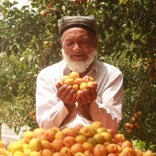 150天自然树上熟·喀什英吉沙甜杏肉/干 昆仑山融雪灌溉  黄金酸甜比 商品图2