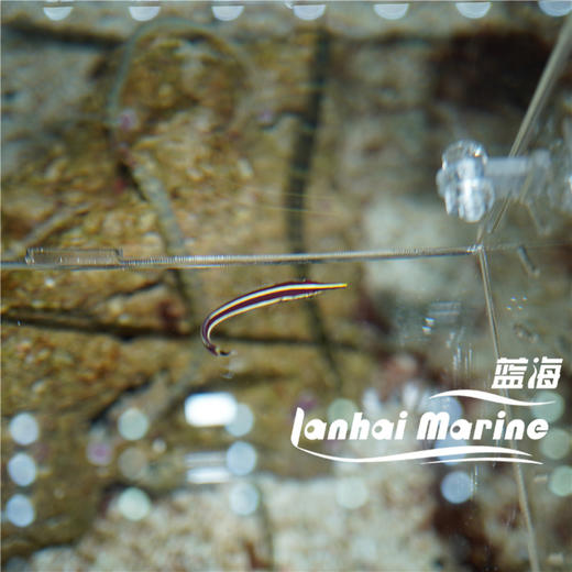 黄线海龙 商品图2