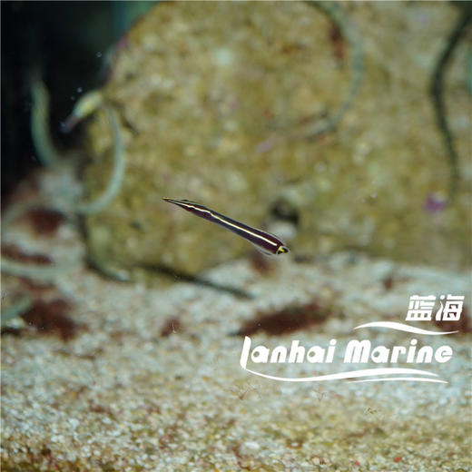 黄线海龙 商品图1