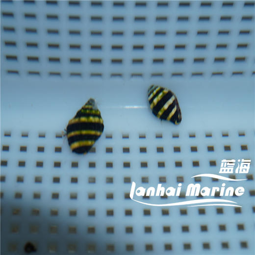 蜜蜂螺 商品图3