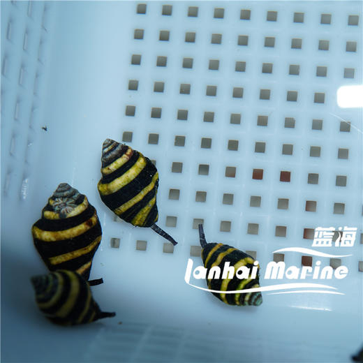 蜜蜂螺 商品图4