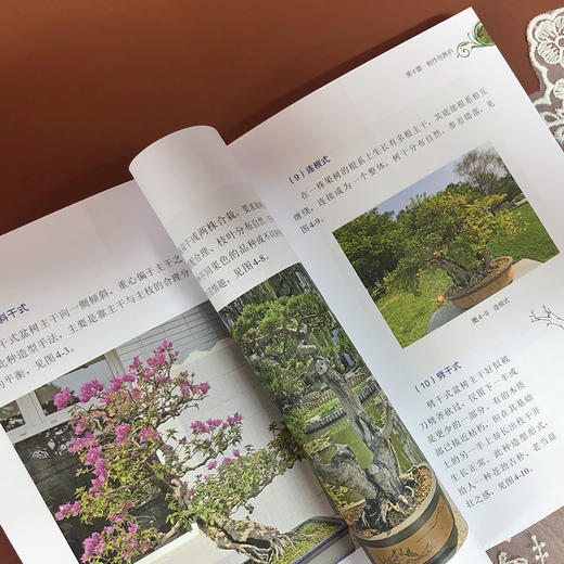 盆栽果树 黄凯 盆栽果树制作综合管护 盆栽果树桩材来源 培养土配制 品种选择日常养护 造型技艺 盆栽果树制作养护书籍 盆景制作 商品图4