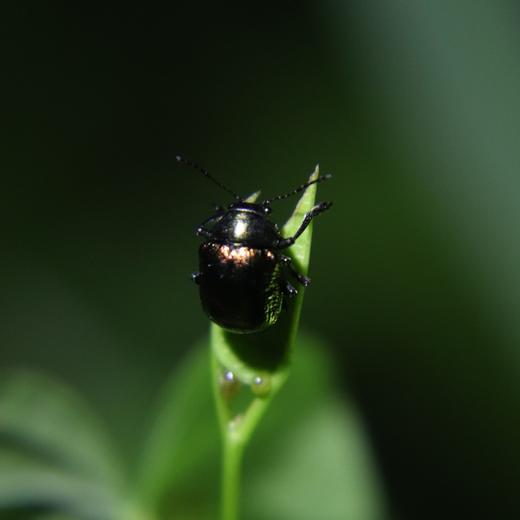 夜观动物活动 | 农园活动 * Night view  in the farm | Farm activities 商品图5
