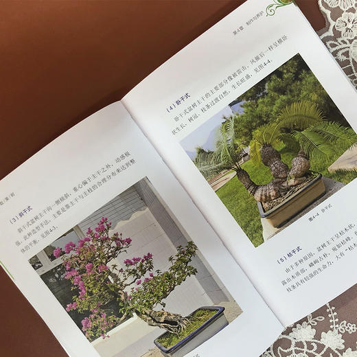 盆栽果树 黄凯 盆栽果树制作综合管护 盆栽果树桩材来源 培养土配制 品种选择日常养护 造型技艺 盆栽果树制作养护书籍 盆景制作 商品图2