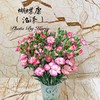 海盛蝴蝶康-沼泽-20枝/扎 商品缩略图0