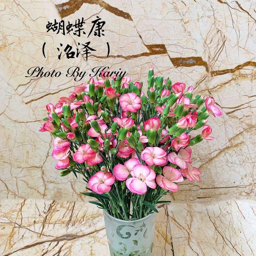 海盛蝴蝶康-沼泽-20枝/扎 商品图0