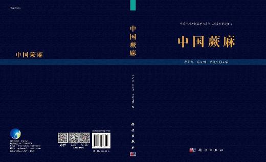中国蕨麻 商品图3