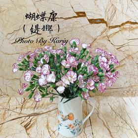 海盛蝴蝶-康缇娜-20枝/扎