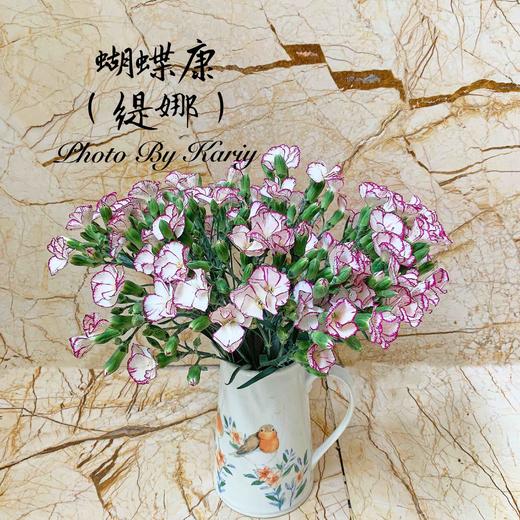 海盛蝴蝶-康缇娜-20枝/扎 商品图0