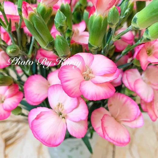 海盛蝴蝶康-沼泽-20枝/扎 商品图1