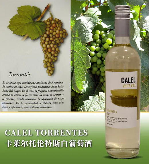 卡莱尔托伦特斯白葡萄酒 2019 CALEL TORRENTES 商品图0
