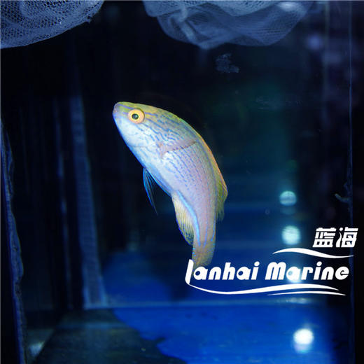 澳洲紫线雀 母 商品图3