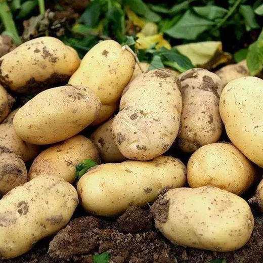 滕州土豆5斤 自然健康体系基地种植 商品图2