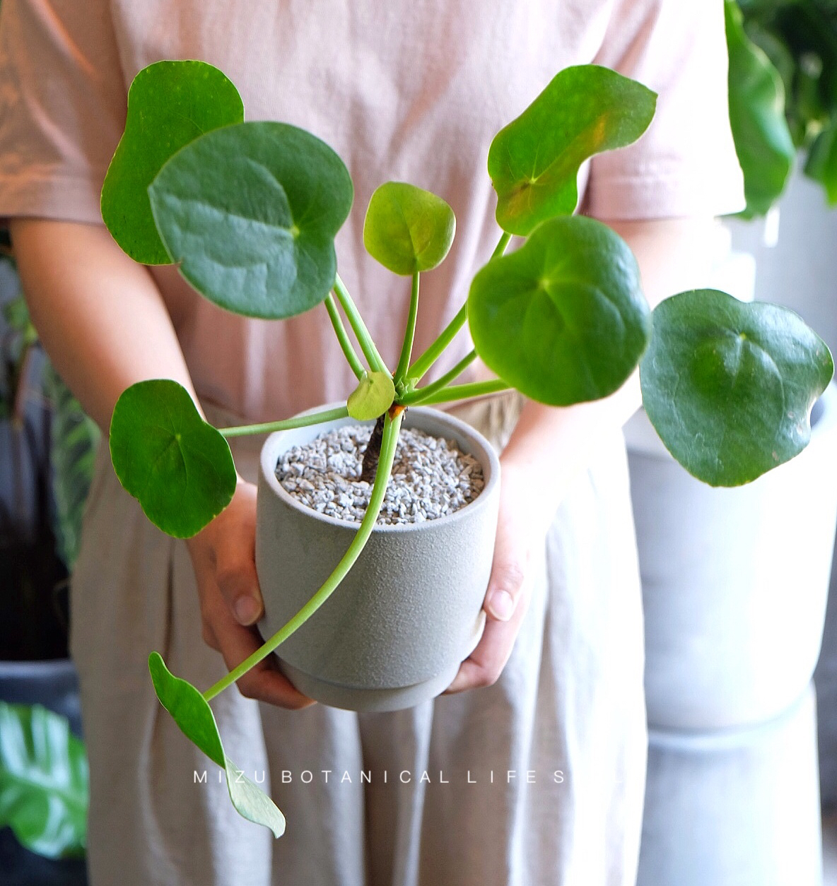 老桩镜面草/一物一拍 (全国包邮)