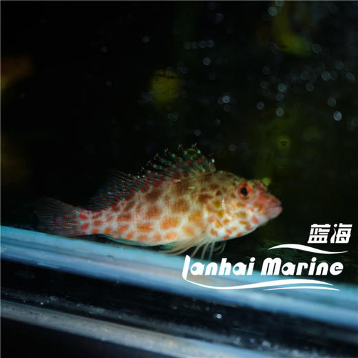 荔枝鹰 商品图3