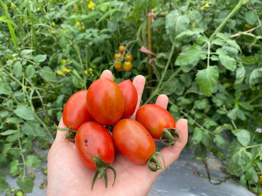 农场自己的有机圣女果小番茄小西红柿刚刚成熟哦少量现摘