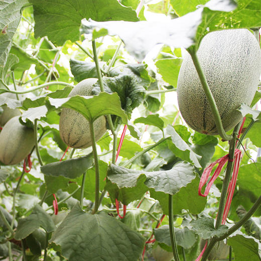 山东西州蜜瓜25号新鲜现摘哈密瓜香甜爽口汁多肉脆