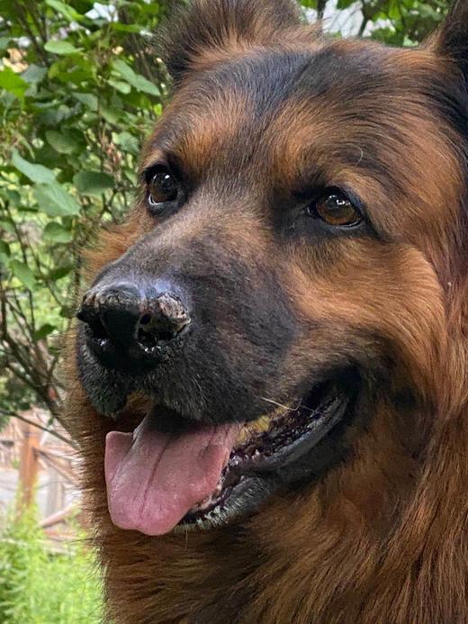 GOODY。纯素狗粮。  青海 新疆 云南 运费超出部分 自己另付 商品图2