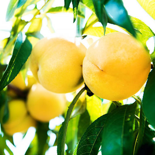 黄金蜜黄桃4.5斤装 顺丰包邮