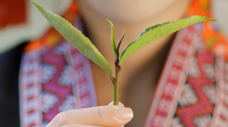 27. 梧州中茶是如何做好六堡茶质量控制？