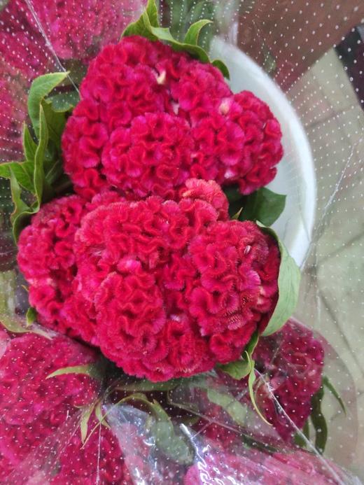 每日福利鸡冠花玫红色3支扎