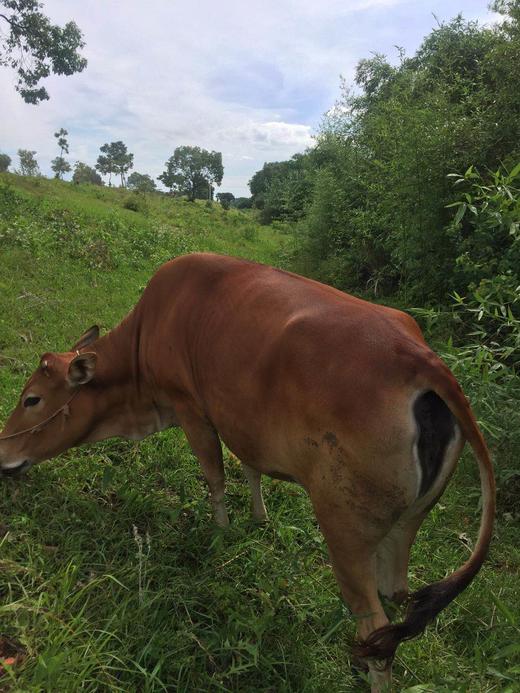 【预售】散养黄牛肉（300g） 商品图3