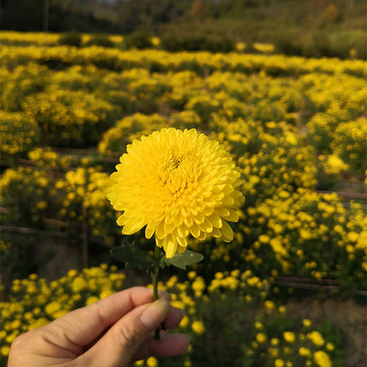 有机婺源皇菊一级纸盒装 8.8g/盒 【适宜人群：用眼过度、肝火旺盛等人群】 商品图1