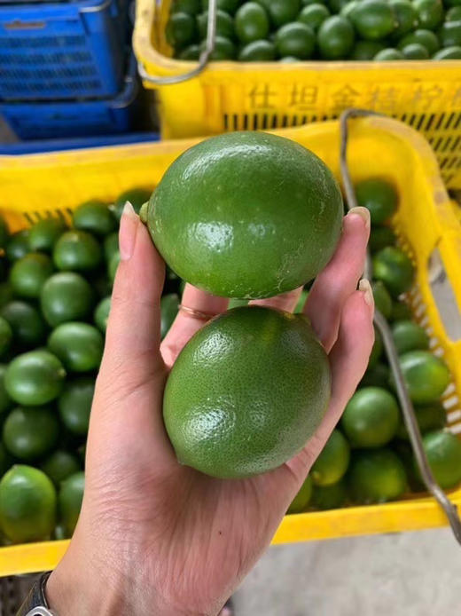 海南青柠檬