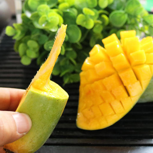 广西百色小金芒 香甜芒果 果肉细腻 5斤包邮