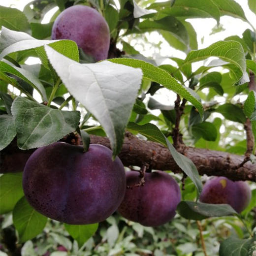 【倒计时1天下架】【助农】陕西黑布林李子 农家现摘"黑珍珠" 水果