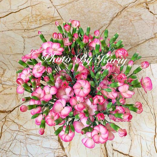 海盛蝴蝶康-沼泽-20枝/扎 商品图2