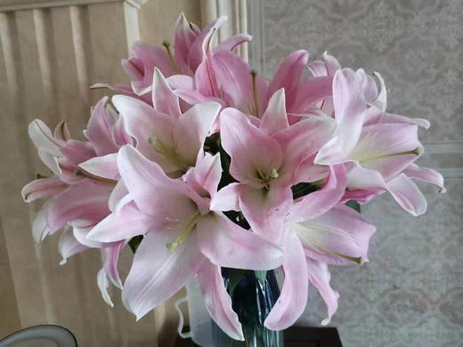 【读本鲜花】百合(双头星光粉)一扎10枝20个花苞38元