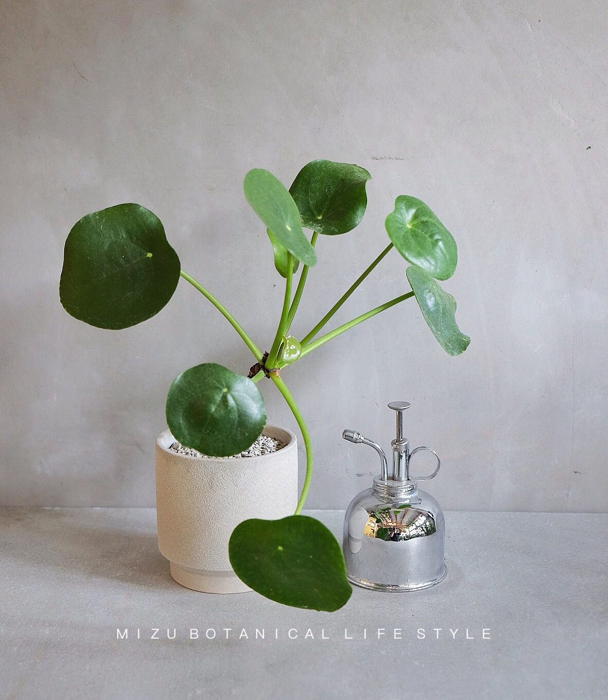 老桩镜面草/一物一拍 (全国包邮)