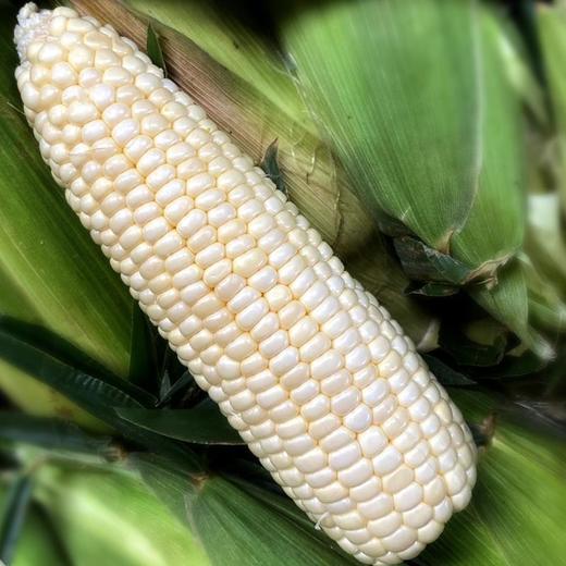 牛奶白水果玉米 净重3.5斤(6-8根)