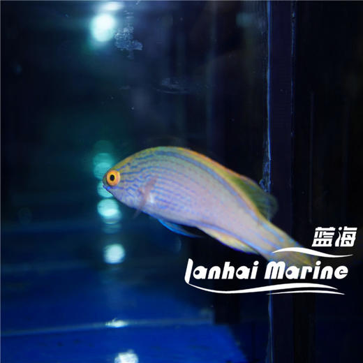 澳洲紫线雀 母 商品图1