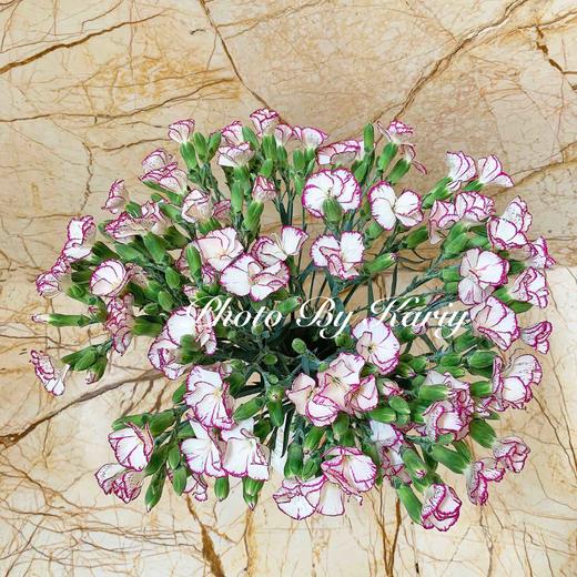 海盛蝴蝶-康缇娜-20枝/扎 商品图1